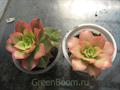 Aeonium decorum